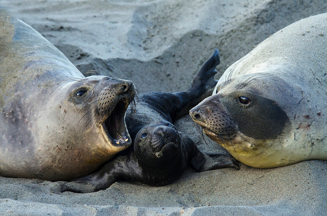 'Northern Elephant Seal (Mirounga Angustirostris) On The Central California Coast; California, United States Of America'