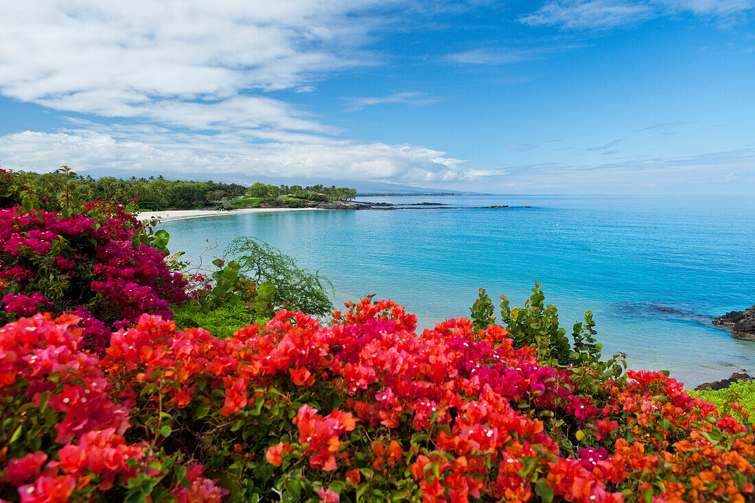 'Bougainvillea flowers along the South Kohala Coast; Big Island, Hawaii, United States of America'