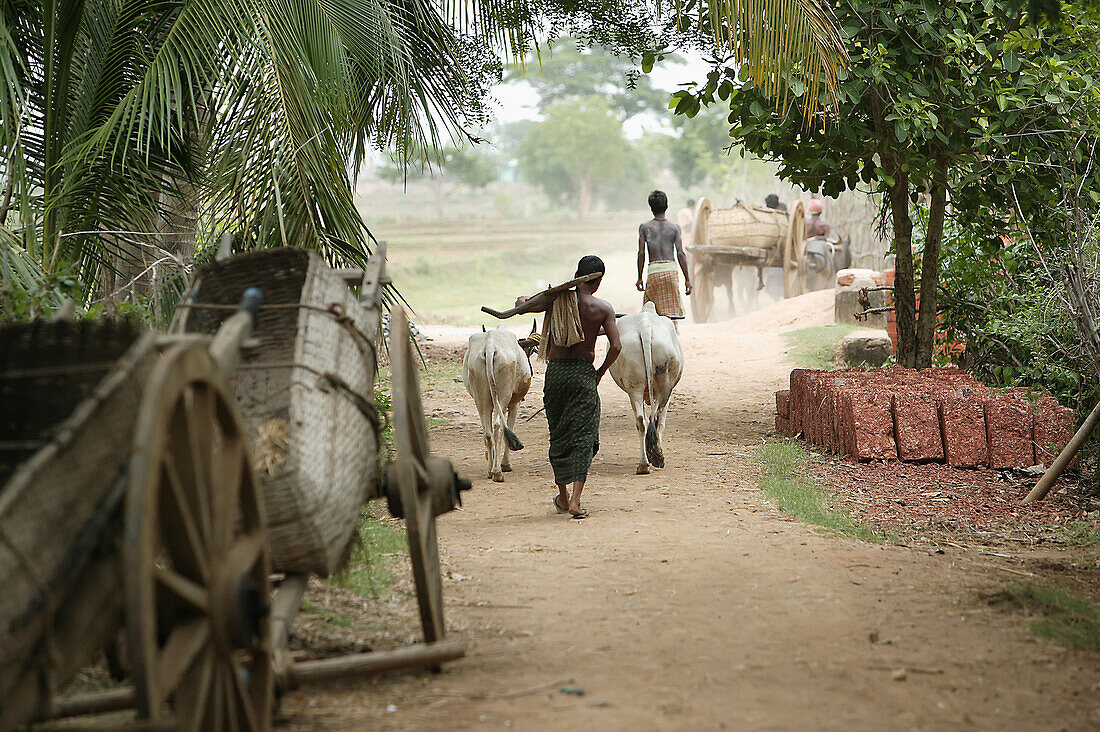 'Buffalo and farm workers walking down village road; Ratapata Village, Badamba, India'