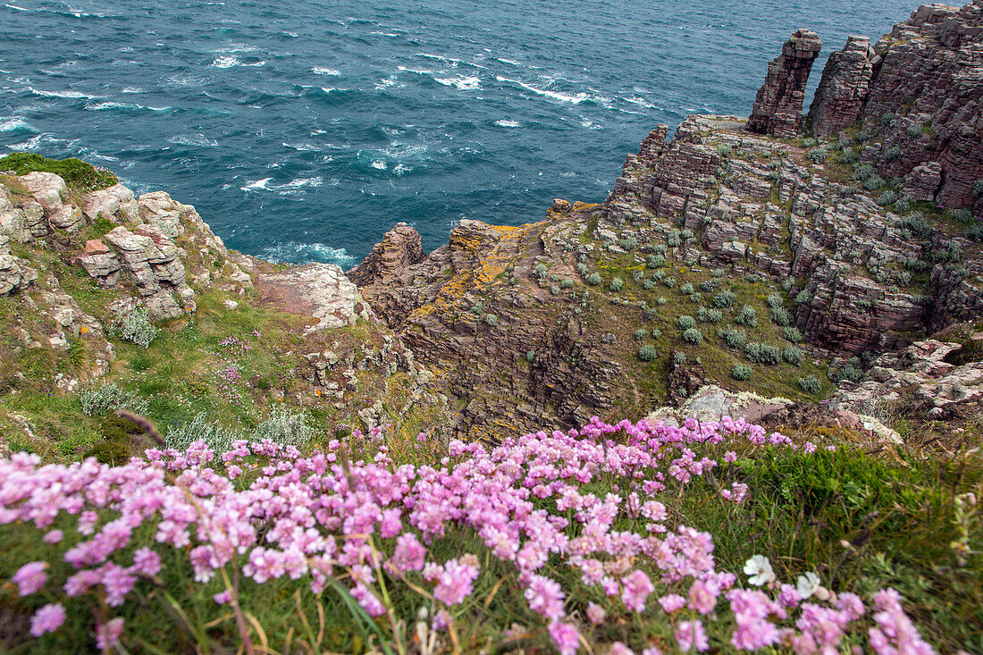 Cliffs and vegetation, pointe du cap-frehel, cotes-d'armor (22), france