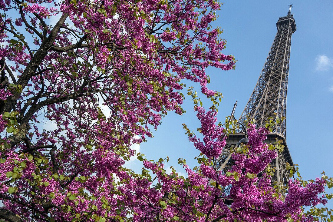 Flowering cherry trees in the public garden in front of the eiffel tower, paris, 16th arrondissement, france
