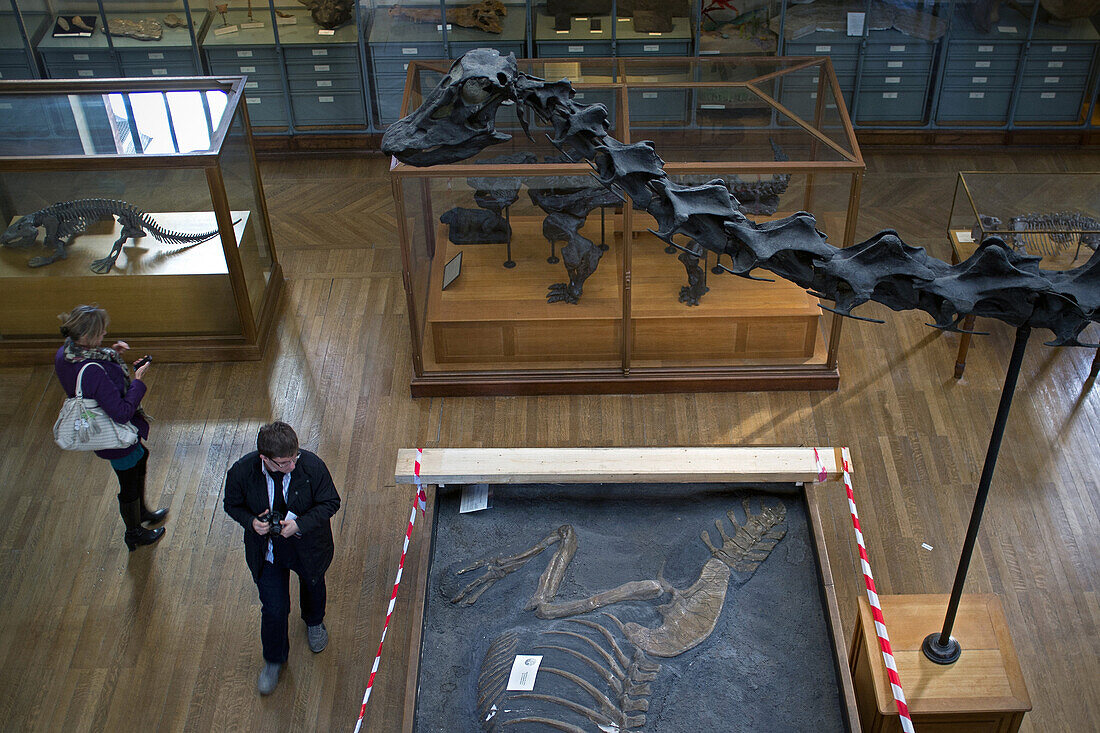 Museum, gallery of palaeontology and comparative anatomy, jardin des plantes, paris (75)