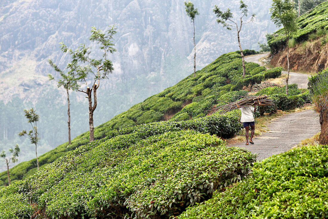 Tea fields in the region of munnar, kerala, southern india, india, asia