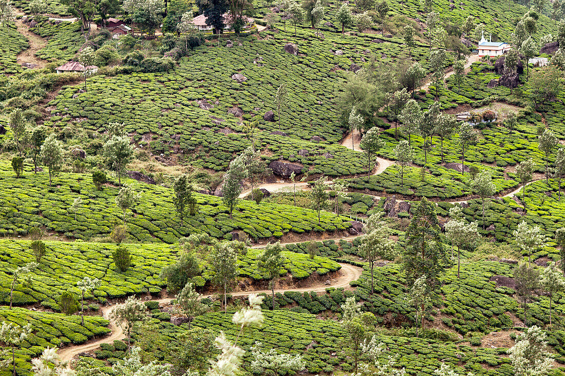 Tea fields in the region of munnar, kerala, southern india, india, asia