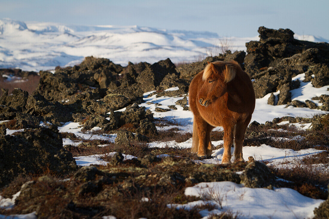 Icelandic horse, region of lake myvatn, northern iceland, europe