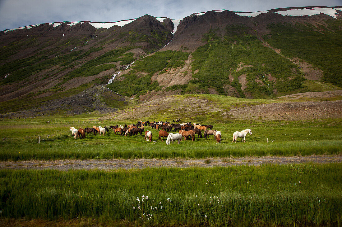 Herd of icelandic horses, skagafjordur, northwestern iceland, europe