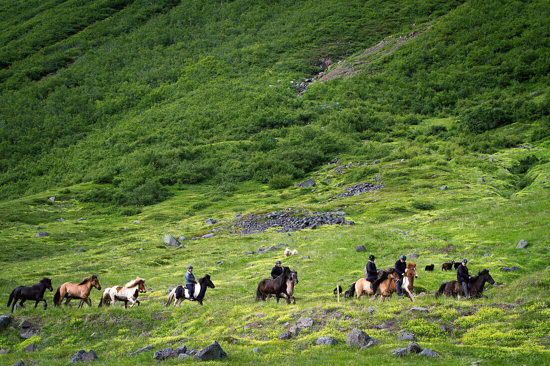 Trekking on icelandic horses, skagafjordur, northwestern iceland, europe