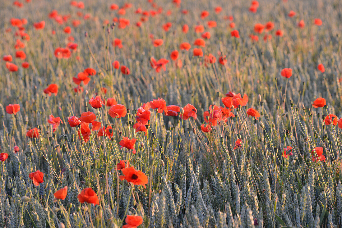 Wheat fields and poppies