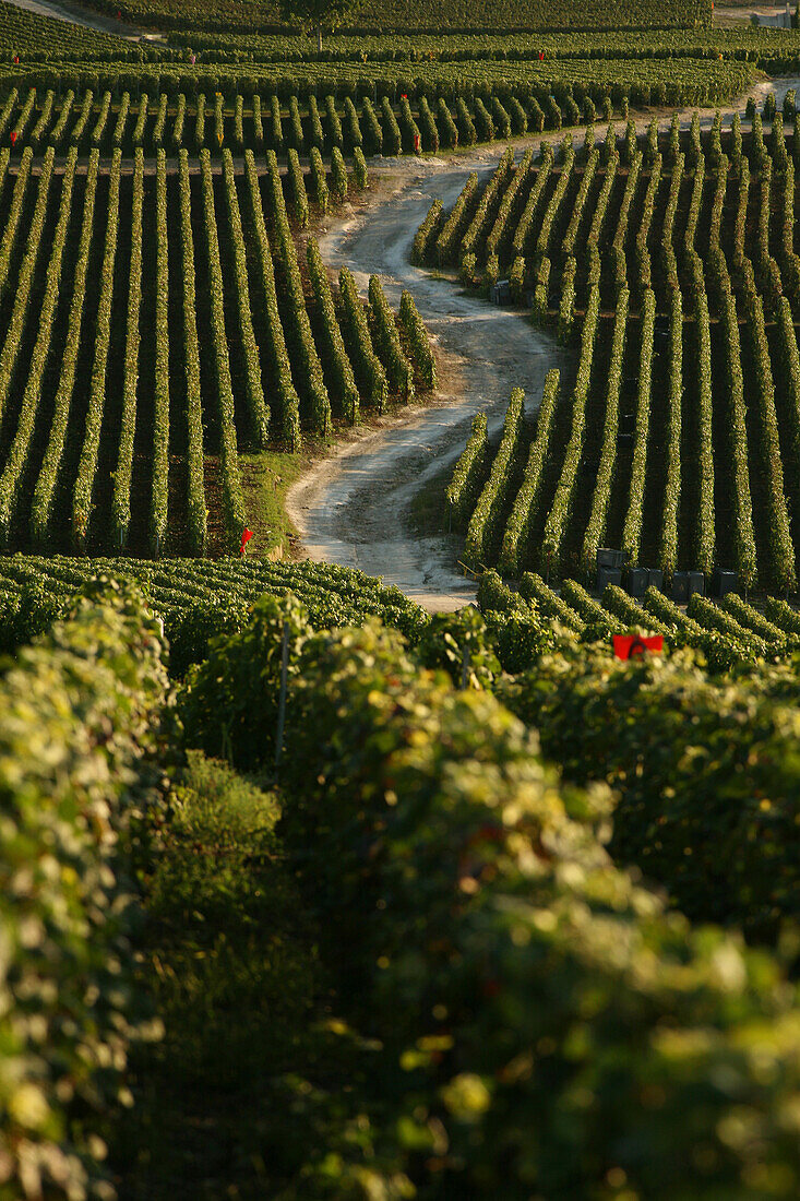 Road through the vineyards of champillon, marne (51), champagne-ardenne, france