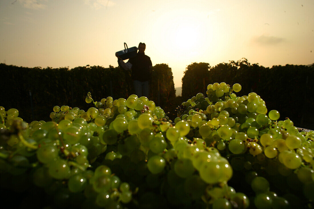 Grape harvest in champagne, marne (51), champagne-ardenne, france