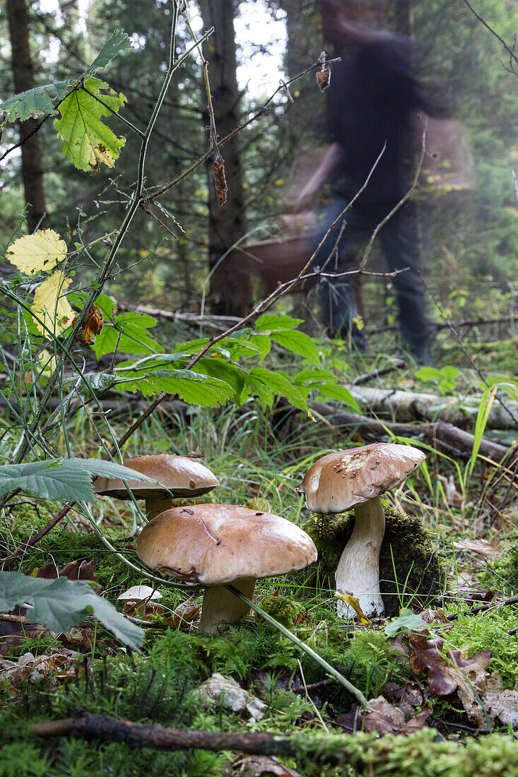 Gathering edible mushrooms (porcini and boletus) in the forest of conches-en-ouche, eure (27), france