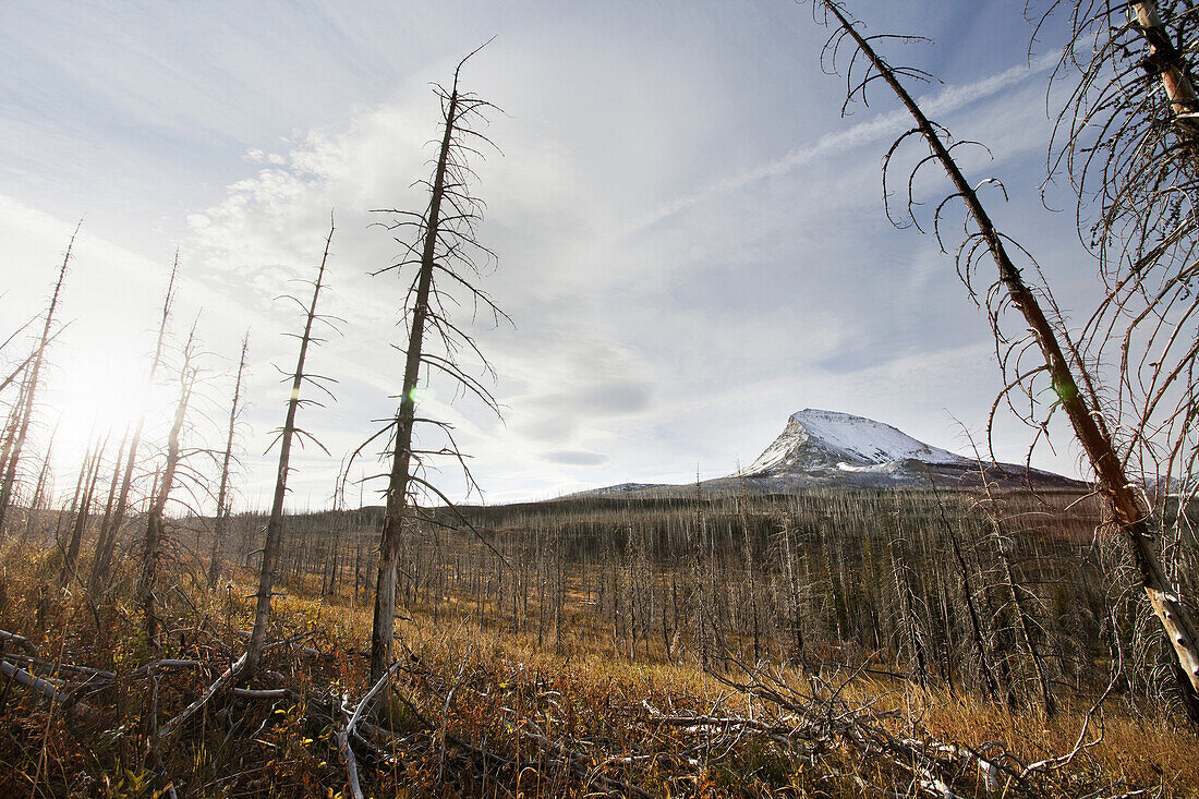 Dead Trees From Fire With Snow Covered Mountain in Background, Montana, USA