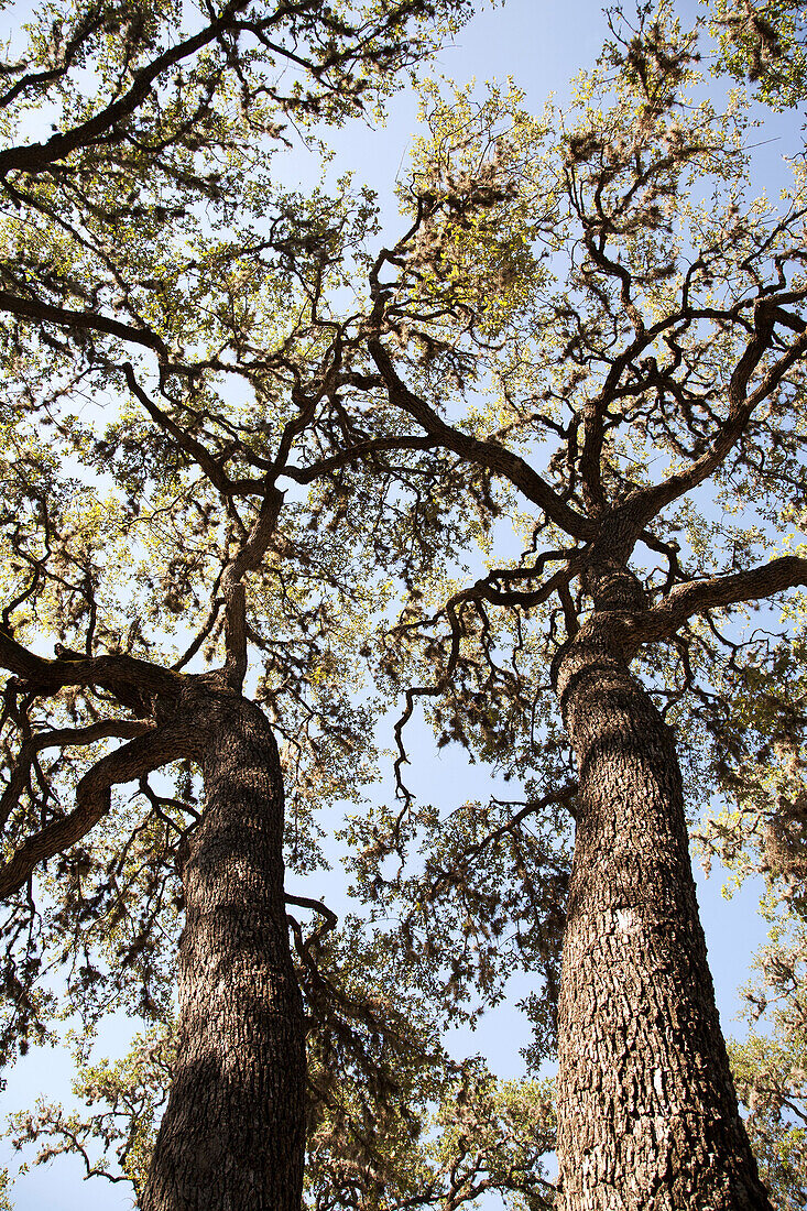 Large Tree Branches Against Blue Sky, Low Angle View, Texas, USA
