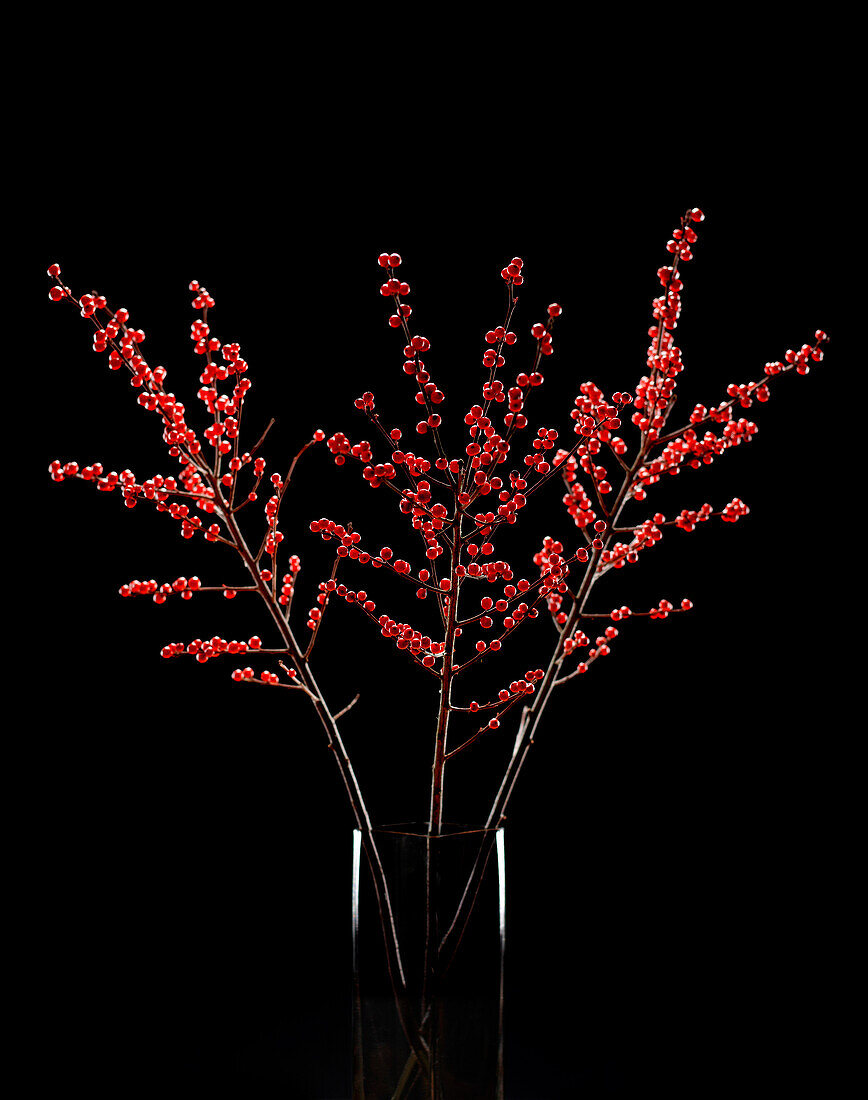 Arrangement of Red Winter Berries in Glass Vase on Black Background