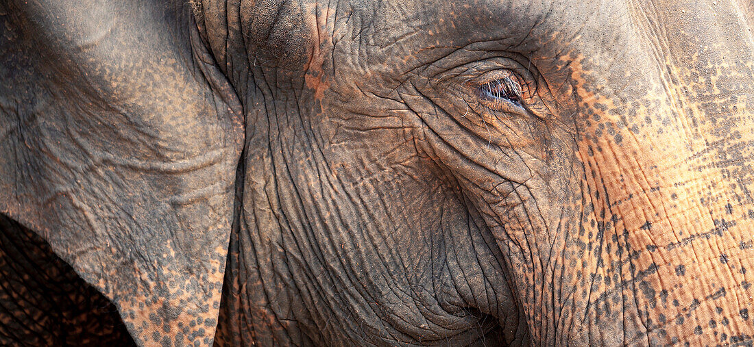 Close up of a adult elephant's (Elephantidae) head and crinkled skin, Pinnewala Elephant Orphanage, Sri Lanka, Asia