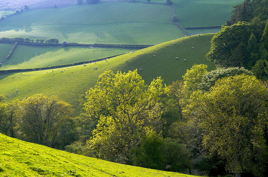 Landscape in Powys, Wales, United Kingdom, Europe