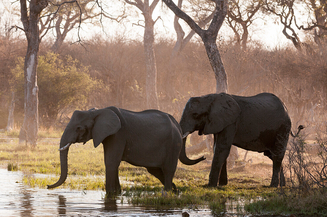 African elephants (Loxodonta africana), Okavango delta, Botswana, Africa