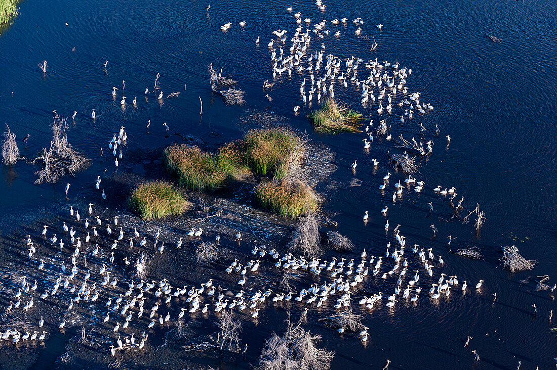 Aerial view of great white pelicans (Pelecanus onocrotalus), Okavango Delta, Botswana, Africa