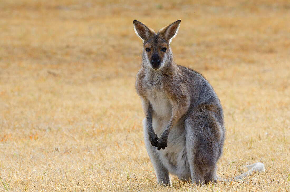 Red neck wallaby, Queensland, Australia, Pacific