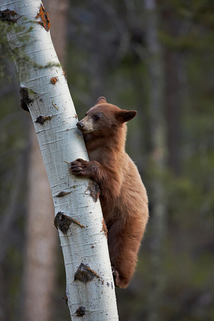 Cinnamon black bear (Ursus americanus) yearling cub climbing a tree, Yellowstone National Park, Wyoming, United States of America, North America