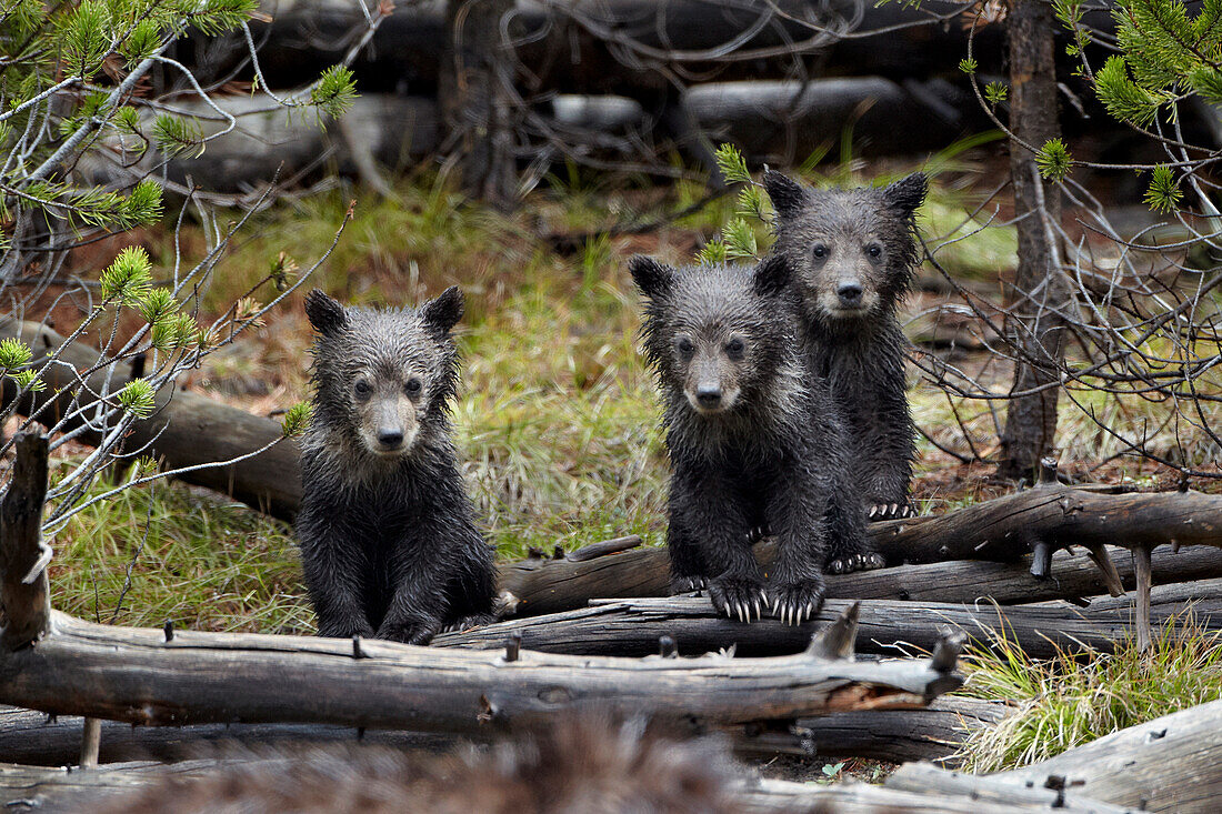 Three grizzly bear (Ursus arctos horribilis) cubs of the year, Yellowstone National Park, Wyoming, United States of America, North America