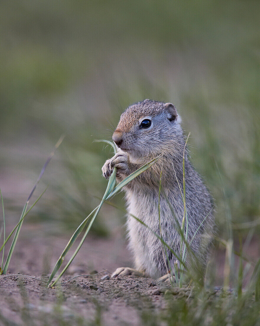 Young Uinta ground Squirrel (Urocitellus armatus), Yellowstone National Park, Wyoming, United States of America, North America