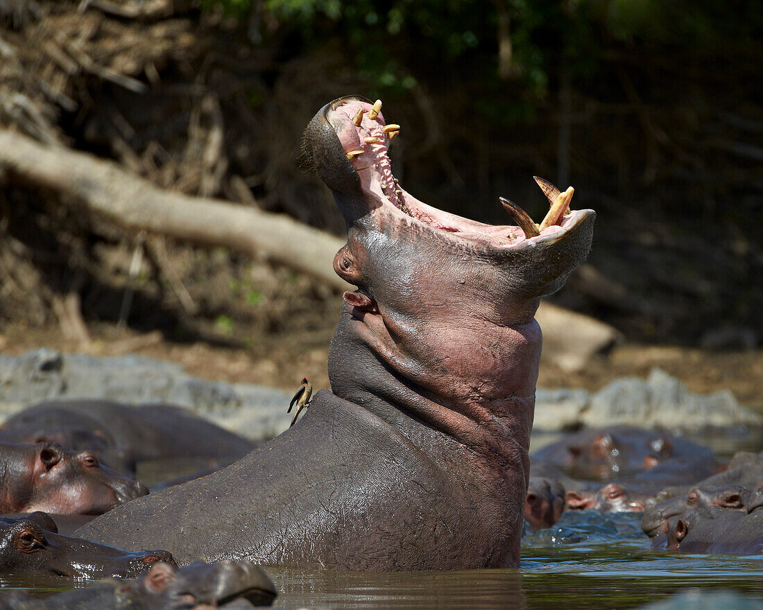 Hippopotamus (Hippopotamus amphibius) yawning, Serengeti National Park, Tanzania, East Africa, Africa