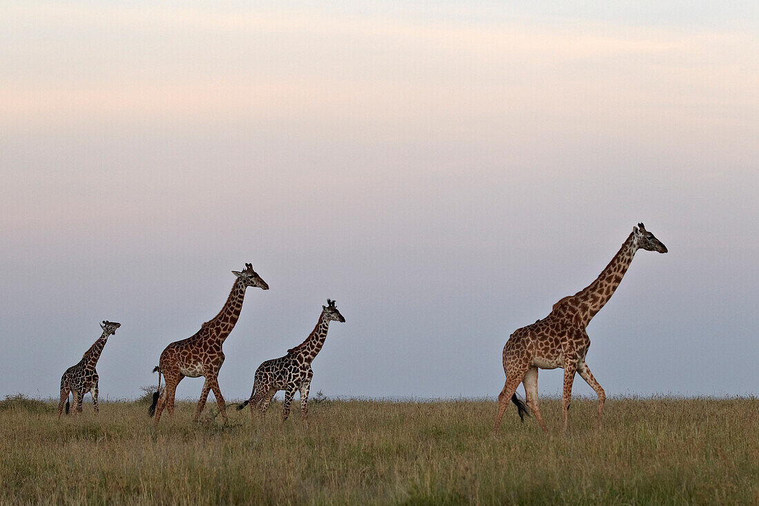 Four Masai giraffe (Giraffa camelopardalis tippelskirchi), Serengeti National Park, Tanzania, East Africa, Africa