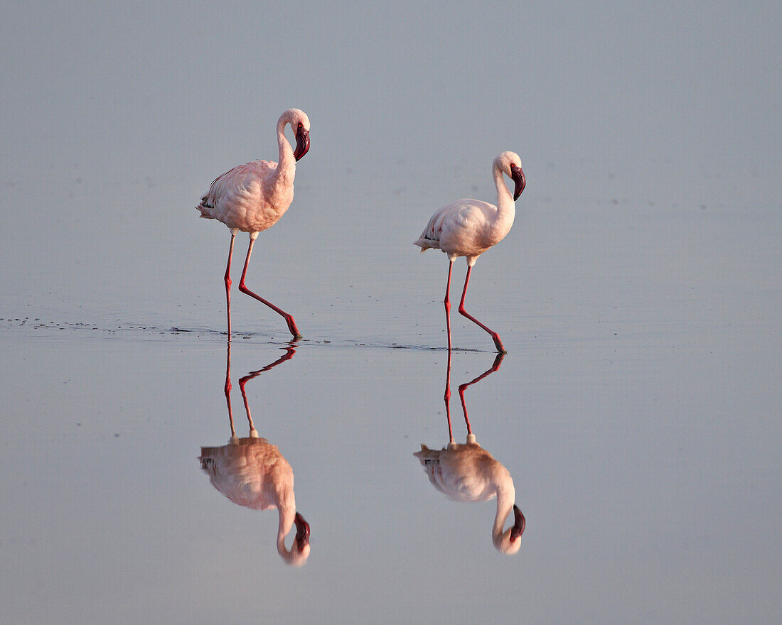 Two lesser flamingo (Phoeniconaias minor), Serengeti National Park, Tanzania, East Africa, Africa