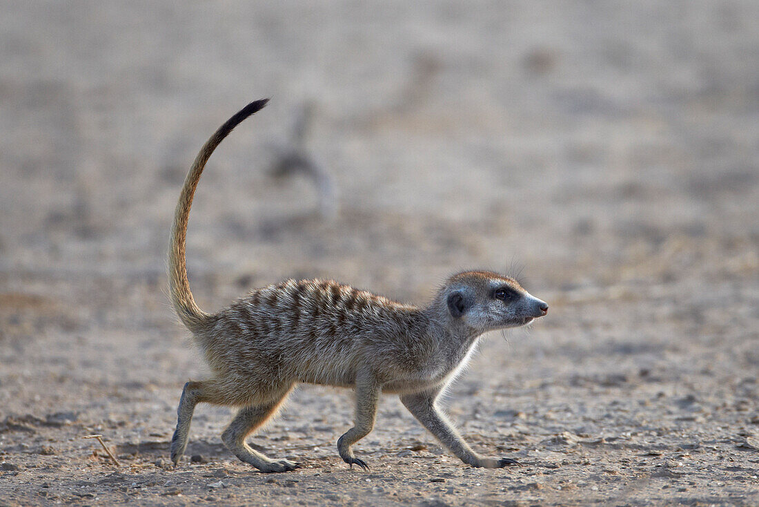 Meerkat (suricate) (Suricata suricatta), Kgalagadi Transfrontier Park, encompassing the former Kalahari Gemsbok National Park, South Africa, Africa