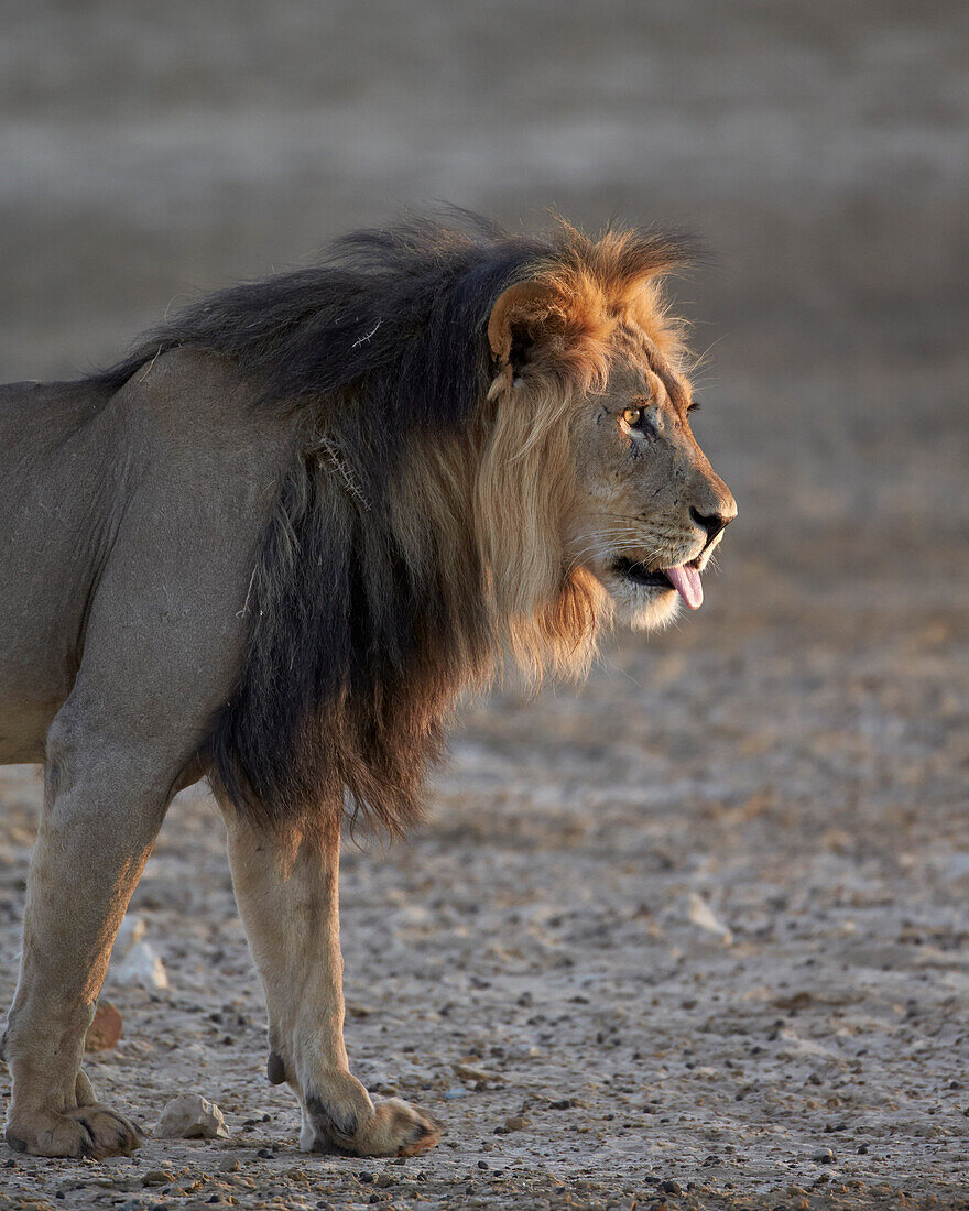 Lion (Panthera leo), Kgalagadi Transfrontier Park, encompassing the former Kalahari Gemsbok National Park, South Africa, Africa