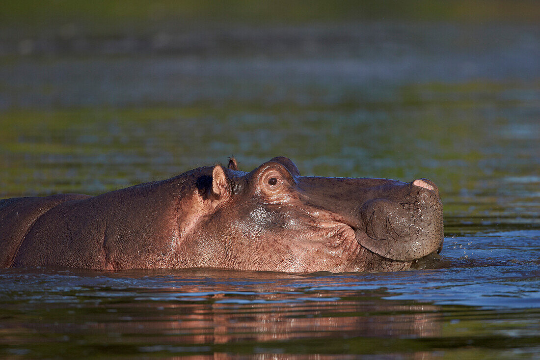 Hippopotamus (Hippopotamus amphibius), Kruger National Park, South Africa, Africa