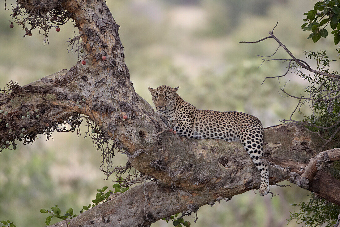 Leopard (Panthera pardus) in a fig tree, Kruger National Park, South Africa, Africa