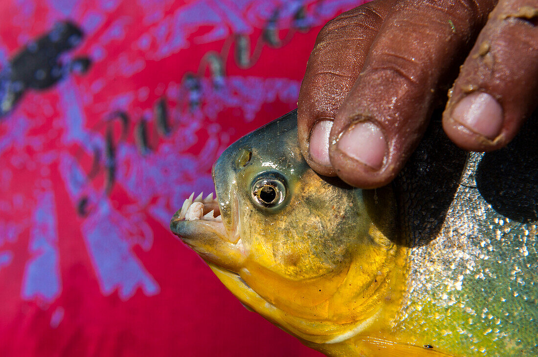 Man holding a piranha (Serrasalmidae) in his hand in the Pantanal, Brazil, South America