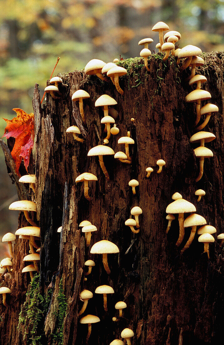 Mushrooms Take Over Tree Stump