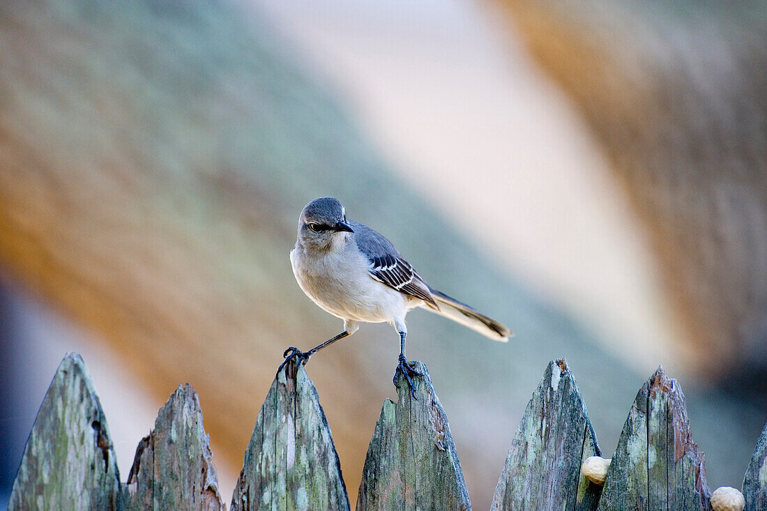 Close Up Of A Mockingbird Sitting On A Fence