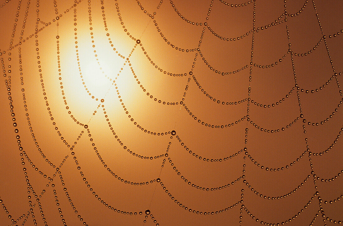 Spider Web With Dew Drops