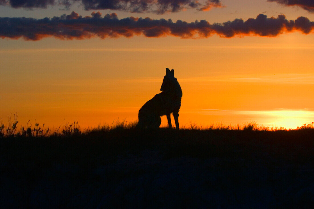 Coyote Howling At Dawn