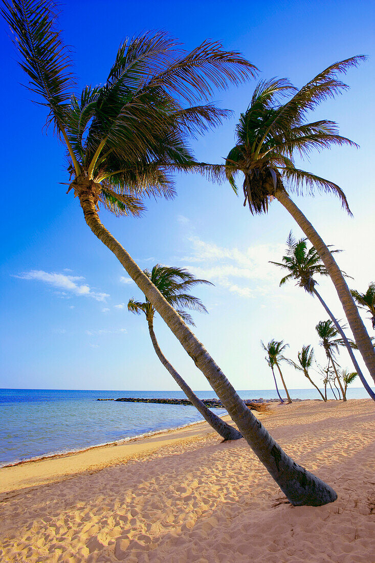 Palm Trees On The Beach, Florida, Usa