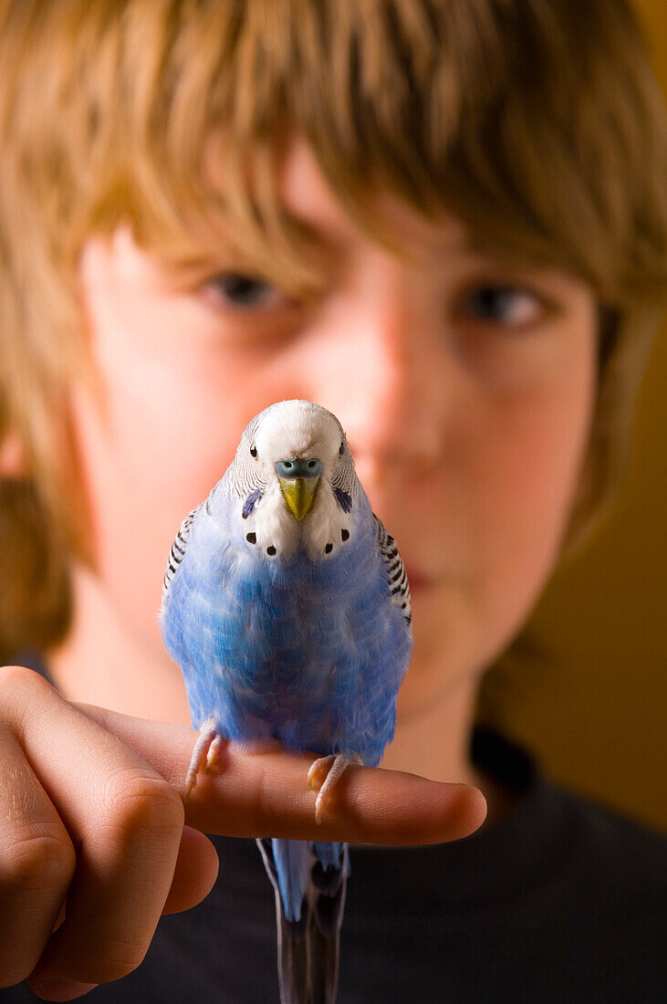 Budgie Perched On A Boy's Finger