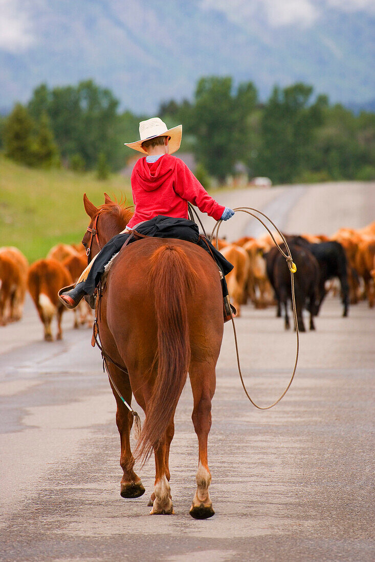 Young Cowboy On A Cattle Drive