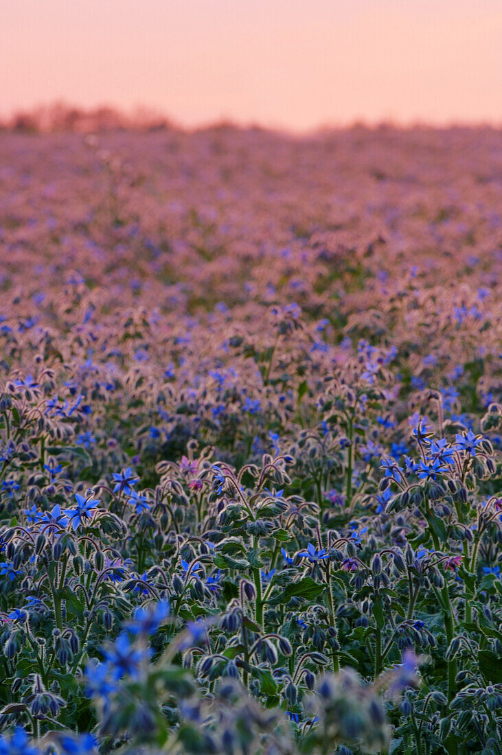 Flax Field