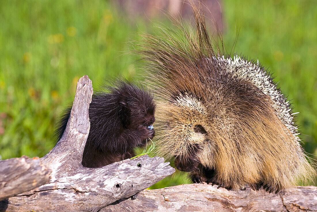 Porcupine Baby And Mother