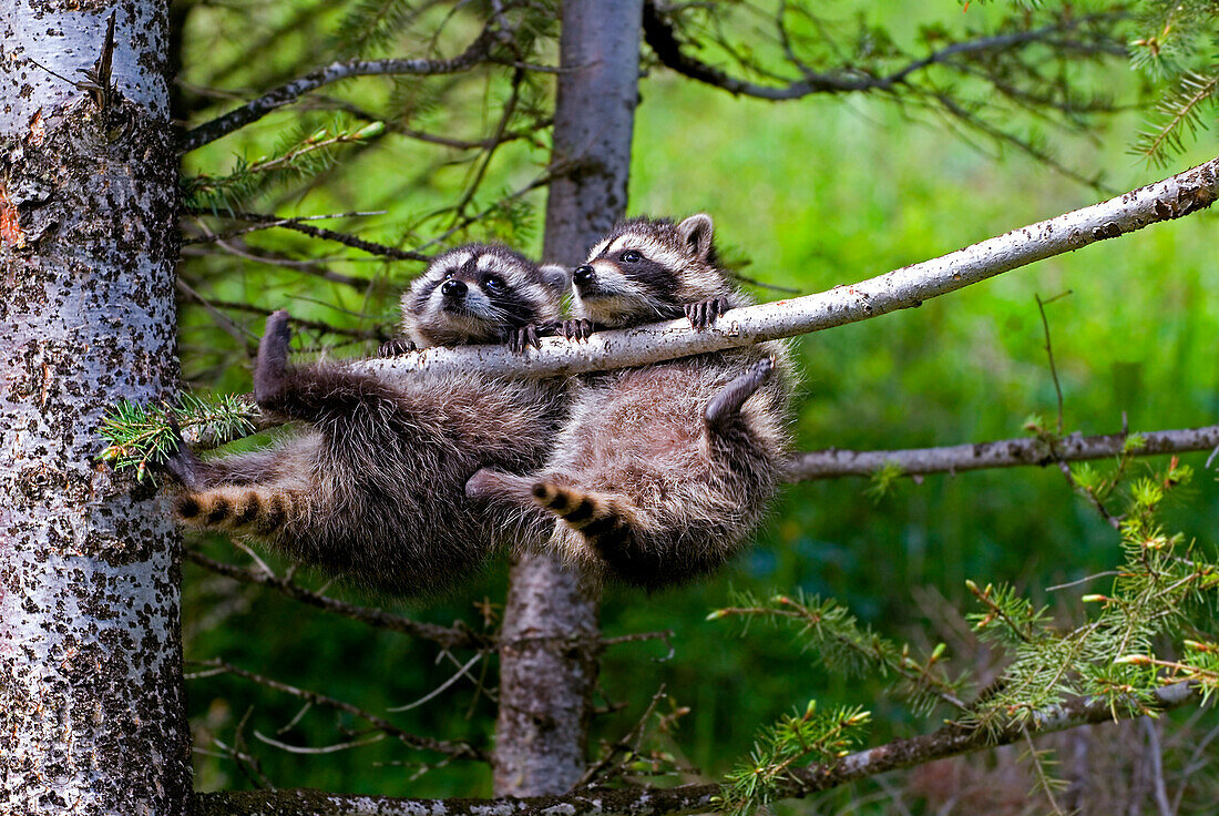 Baby Raccoons (Procyon Lotor) Hanging From Tree Branch