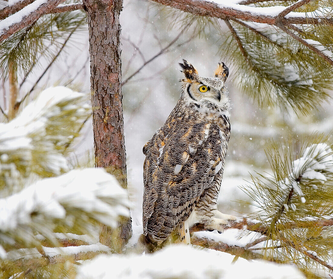 Long Eared Owl