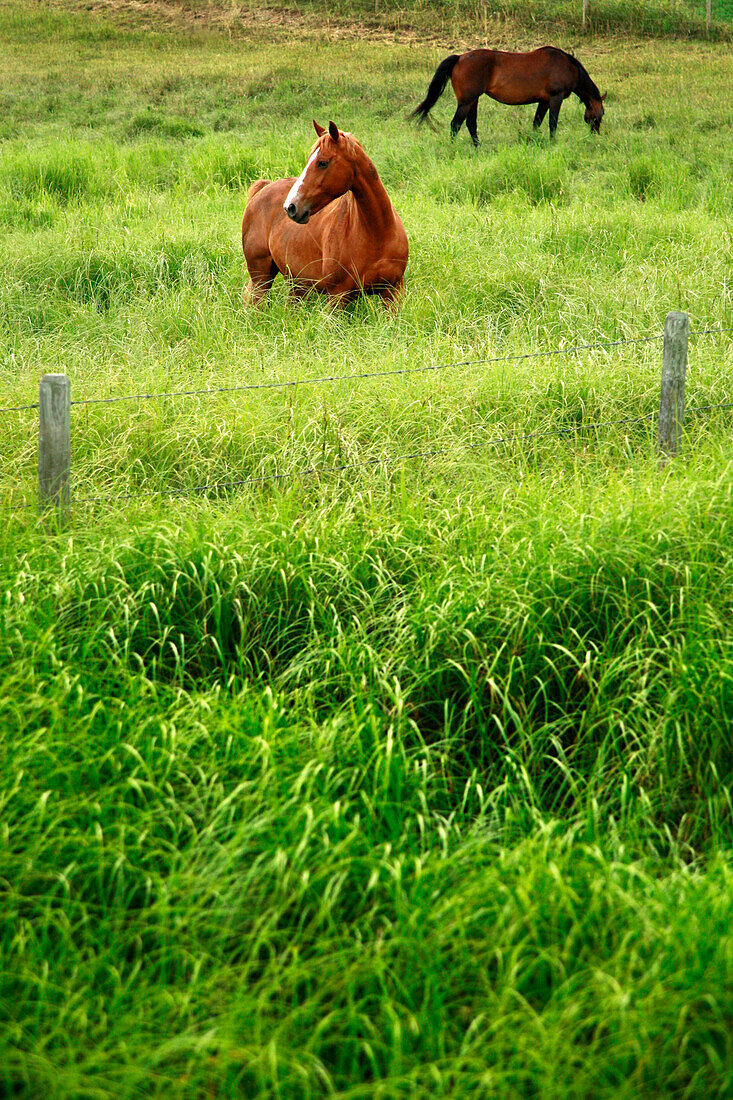 Horses In Tall Grass