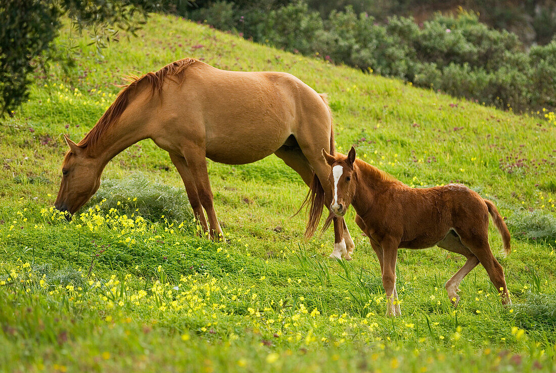 Side View Of Horse And Foal Grazing In Meadow
