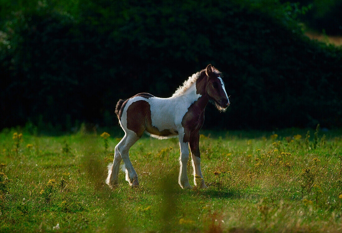 Feral Pony, Co Dublin, Ireland