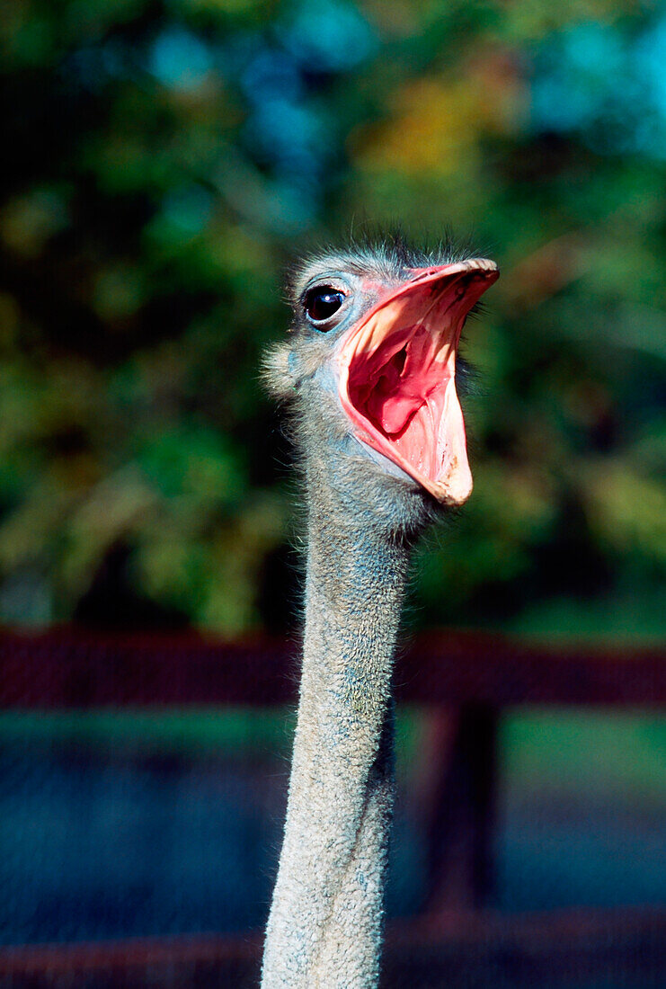 'Ostrich With Open Mouth; Ireland'