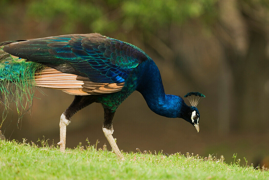 Peacock Feeding